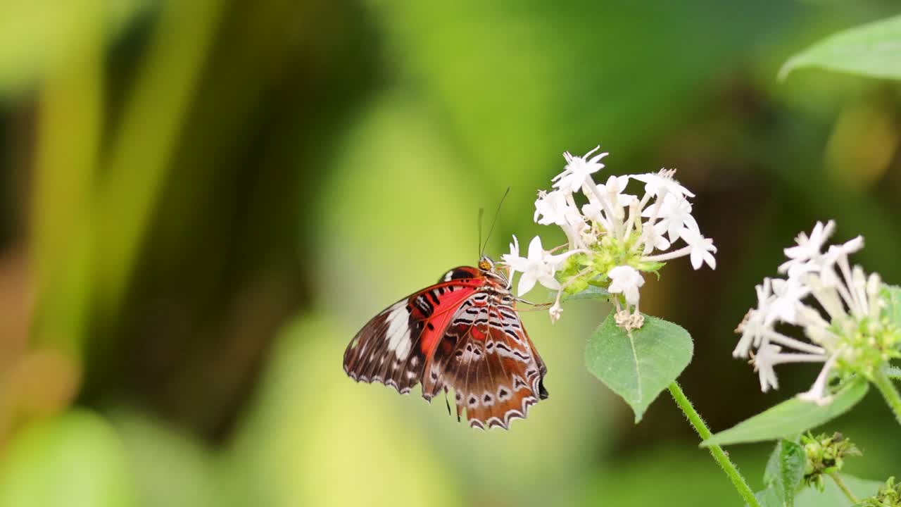 A vibrant butterfly flutters around white flowers in a lush Port Douglas garden, showcasing natural beauty and pollination