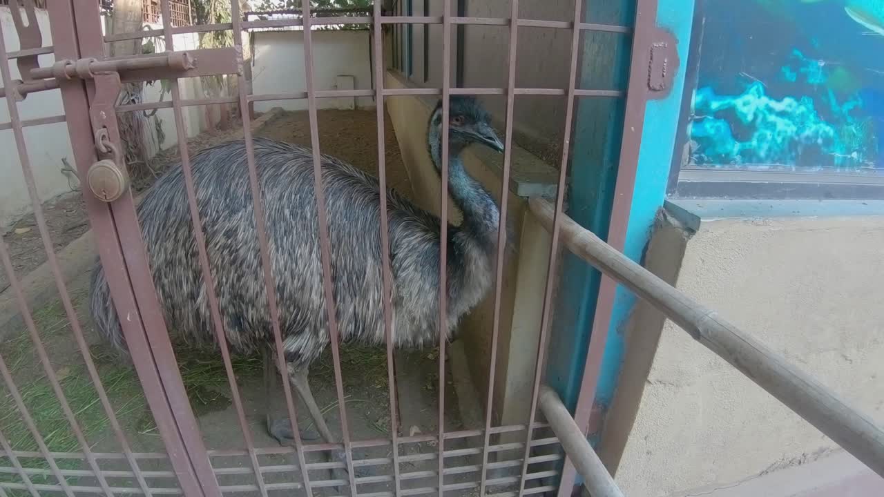 Un grande emù adulto in gabbia in un parco zoologico cerca cibo nella città di Jamnagar, Gujarat, India.