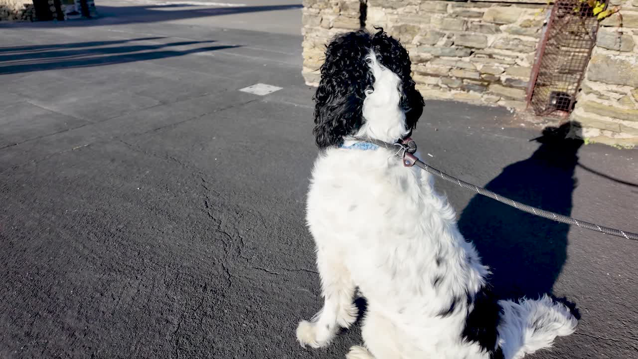 English Springer Spaniel sitting on asphalt with leash on a sunny day