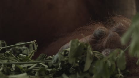 el orangután duerme en el nido en el árbol, primer plano de las manos