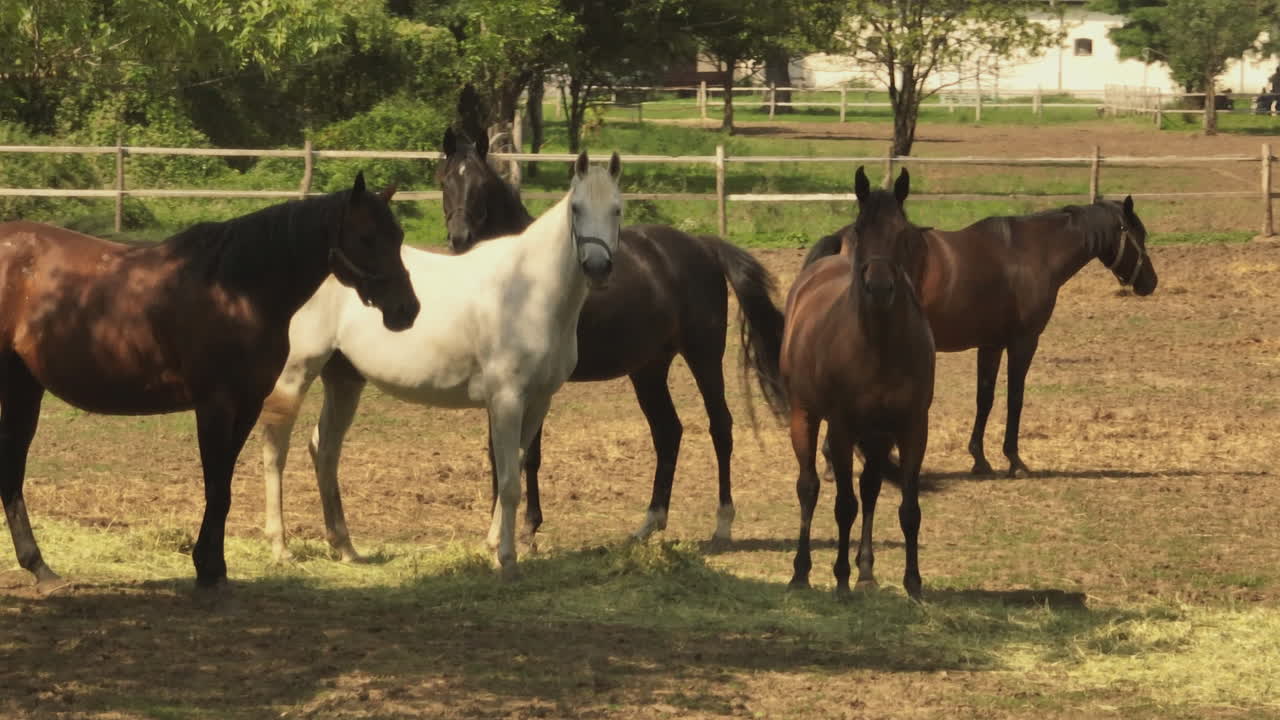 caballos en un pasto