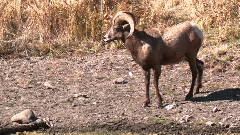 carnero de oveja bebiendo agua en la ladera de una montaña