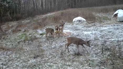 Ein-Rudel-Junger-Hirsche-Besucht-Im-Winter-Die-Futterstelle-Für-Die-Jagd