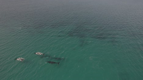 Antena-De-Un-Grupo-De-Ballenas-Jorobadas-Migratorias-En-Dunsborough,-Australia-Occidental