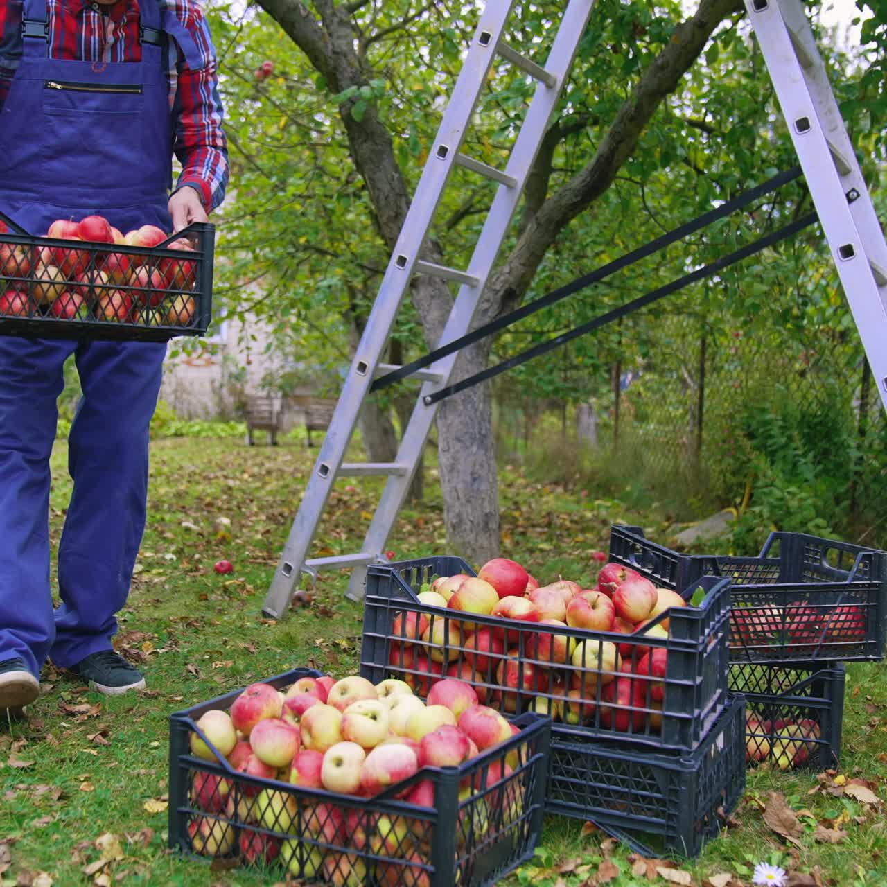 Harvesting fruit in autumn season. Farmer carrying plastic drawers full of fresh apples in the garden. Delicious organic apples in boxes on the ground