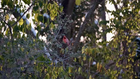 red bird perched in icy tree chews on seed at golden sunrise, tilt up