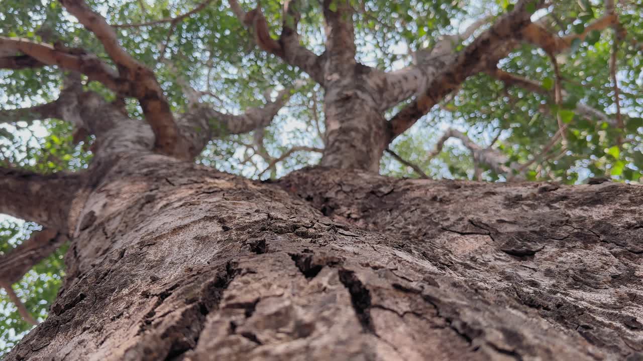 Static upward shot focused on the cracked textured bark of a Sacred fig peepal tree, leading into branching limbs above with sunlight filtering through green leaves