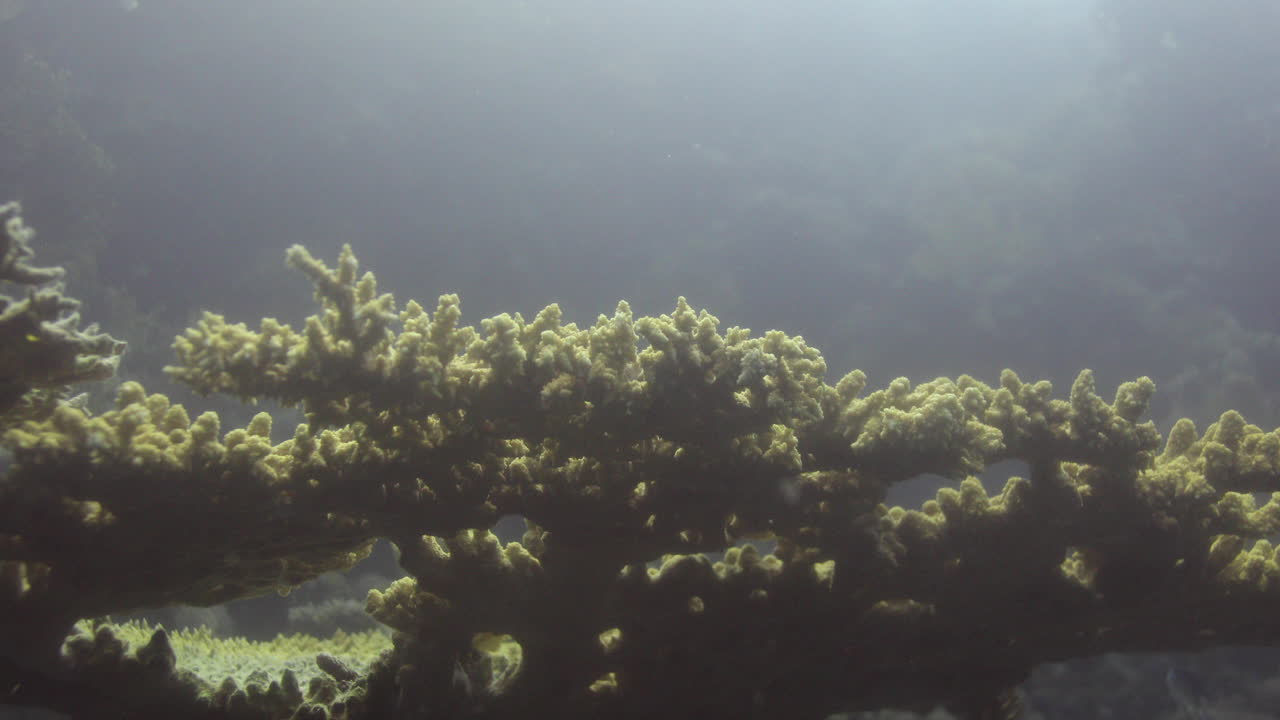 coral esponja callyspongia o tubo-esponja colonial en el arrecife del mar rojo, callyspongia es un género de demosponges en la familia callyspongiidae