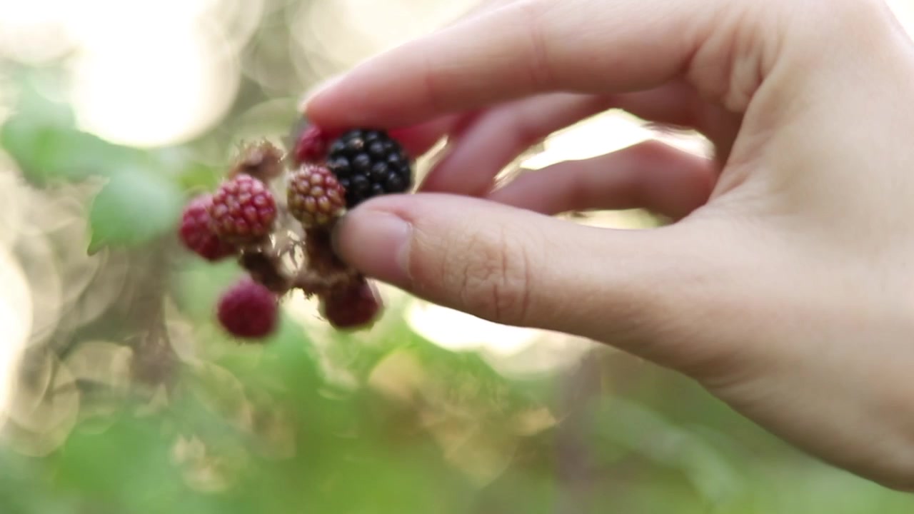 Mano di donna che raccoglie more nella natura, al rallentatore