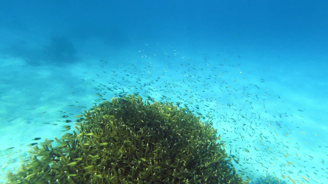 그들은 하나로 움직입니다.