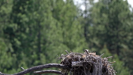 osprey returns to the nest with a fish