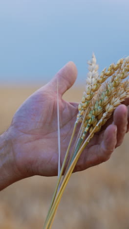 a few yellow ripe ears of wheat in the male hands. farmer holding spikelets carefully with love. close up. blurred backdrop. vertical video