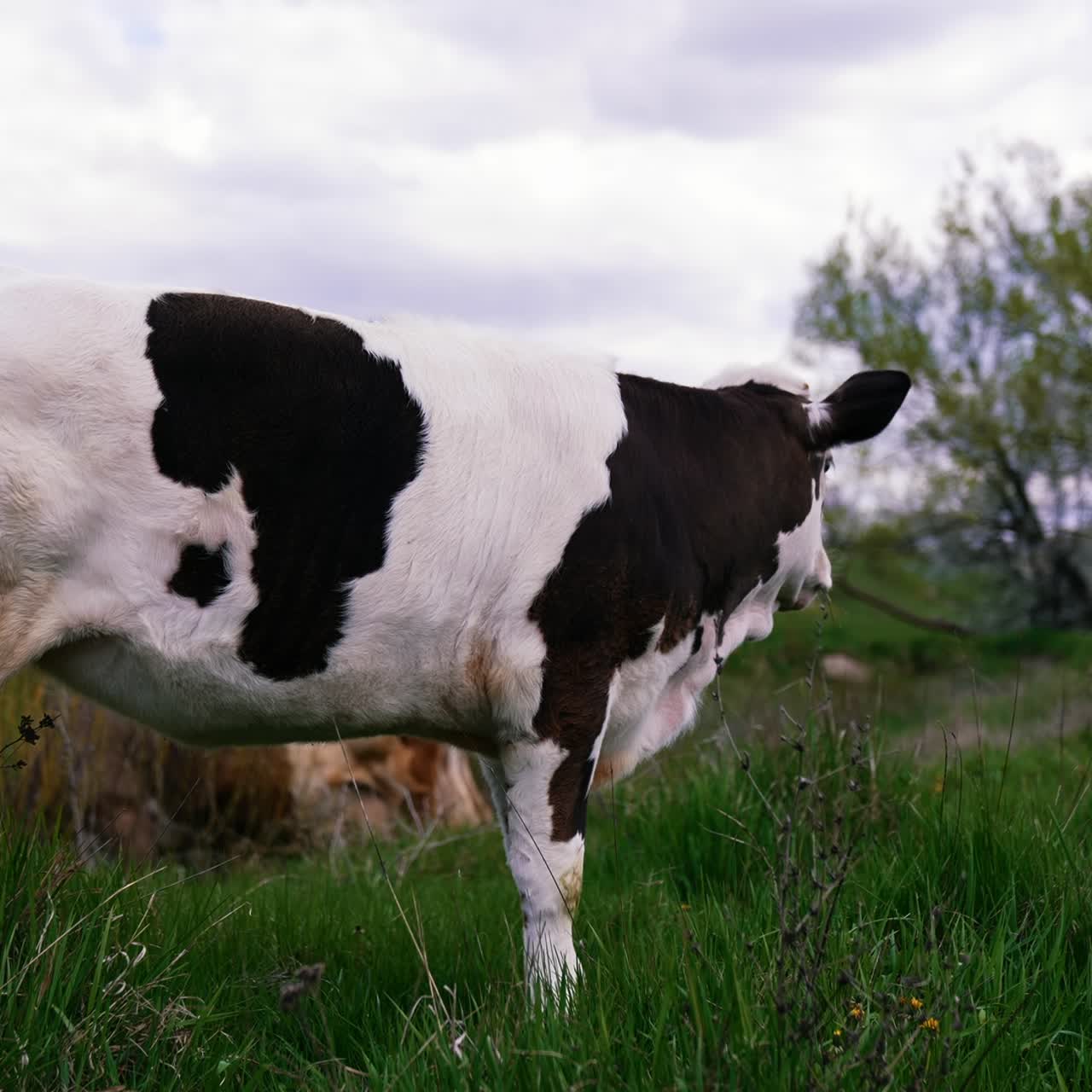 White and black calf eating grass on pasture. Amazing small cow grazing on the beautiful green meadow
