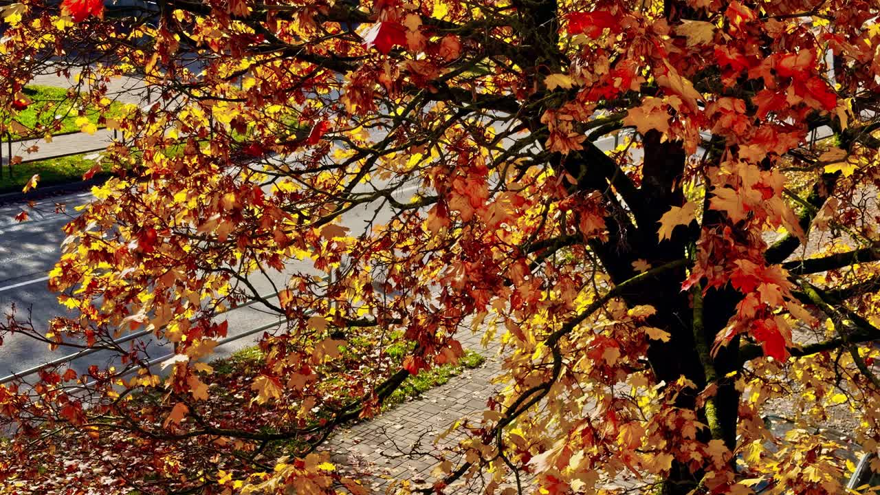 鮮やかな紅葉が広がるカエデの木の梢、秋の自然の息吹。