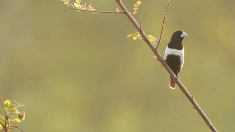 tricoloured munia in pond area .