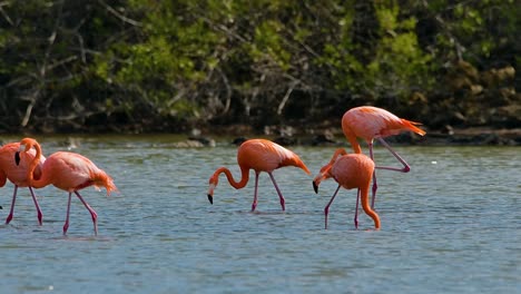 Bandada-De-Flamencos-En-Cámara-Lenta-Caminando-Frente-A-Un-Bosque-De-Manglares,-Compresión-De-Teleobjetivo