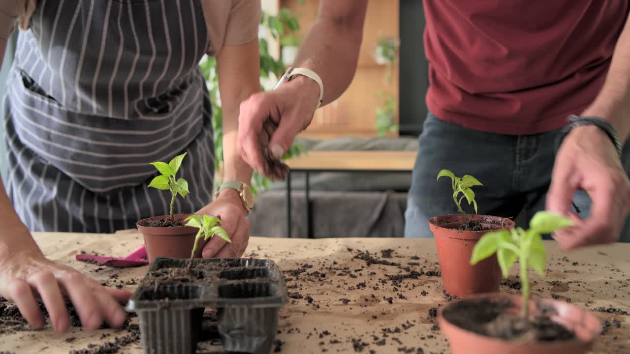 Ett par vid ett bord lyfter en fröbricka, tar ut plantor och planterar dem i terrakottakrukor för tillväxt.