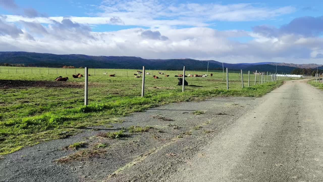 A quiet rural scene in the Krkonoše region shows a gravel farm road leading through open fields, with cattle grazing peacefully under a bright sky and distant hills