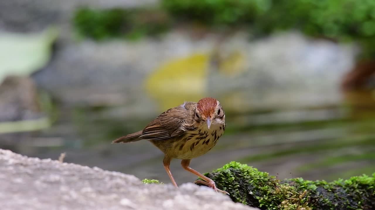 charlatán de garganta hinchada acicalándose después de un baño en el bosque durante un día caluroso, pellorneum ruficeps, velocidad original