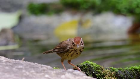 Puff-throated-Babbler-grooming-after-a-bath-in-the-forest-during-a-hot-day,-Pellorneum-ruficeps,-Original-Speed