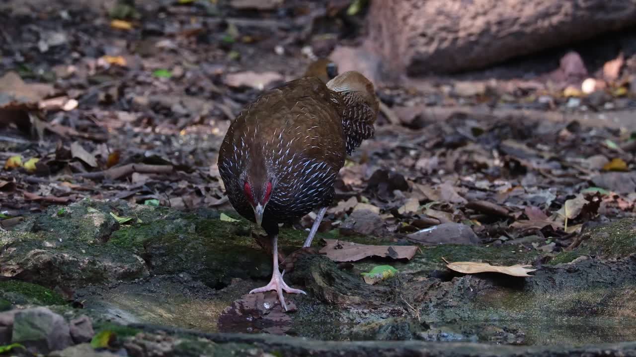 Pozorováno, jak pije vodu, zatímco se kamera přibližuje, zvedá hlavu, aby se rozhlédla, a pokračuje v pití, bažant kalij (Lophura leucomelanos), samice, Thajsko.