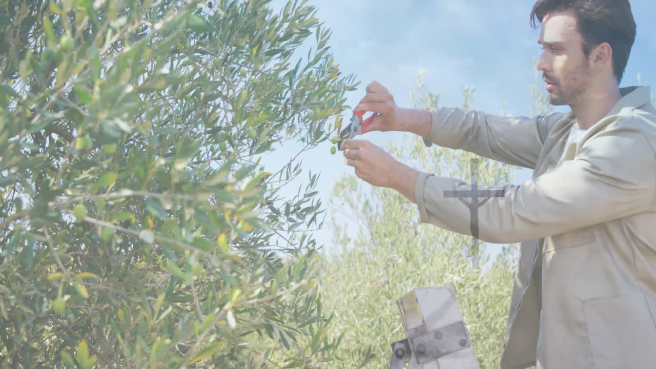 Male gardener using shears clipping olives on farm ladder, with animated yield charts hovering