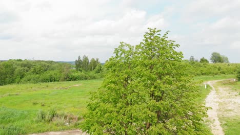 Birch-tree-waving-and-moving-on-a-wind-boom-shot