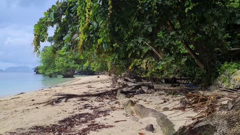 Abandoned-Exotic-Beach-on-Deserted-Island,-Tropical-Lush-and-Sandy-Shore