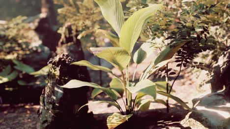 close up of lush green leaves in a tropical forest