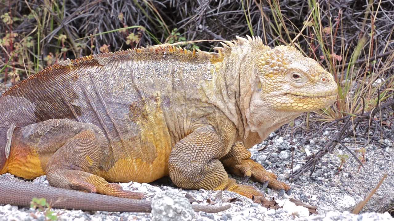 갈라파고스 국립 공원과 해양 보호구 에콰도르의 산타 크루즈 섬에 있는 세로 드래곤의 갈라파고스 육지 이구아나