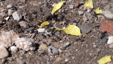 close up macro shot of many ants eating chips on ground