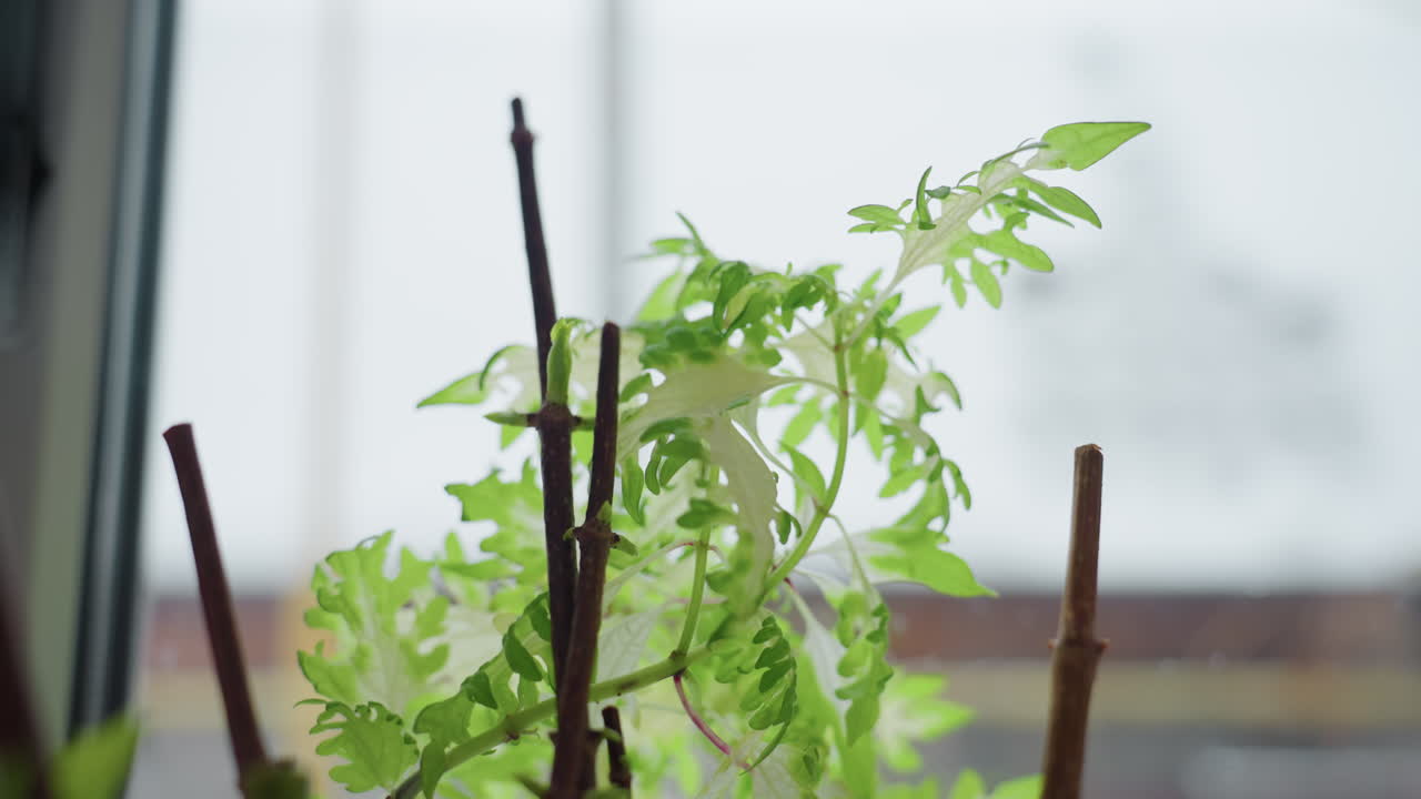 Close up view of fresh vibrant green leaves held by sturdy woody stems against frosted glass window, soft natural light illuminating delicate indoor botanical growth during serene winter setting