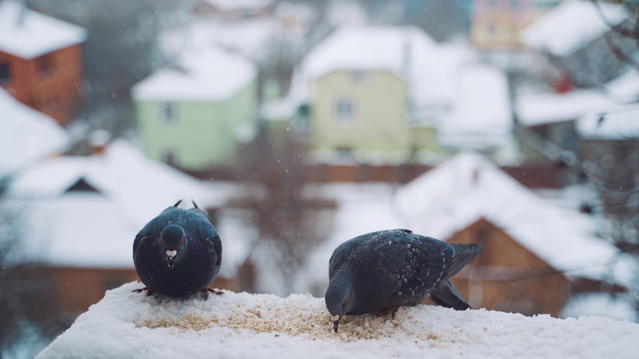 Hungry pigeons are eating in the snow on the houses background. Two beautiful birds eat crumbs on the roof in snowy winter.