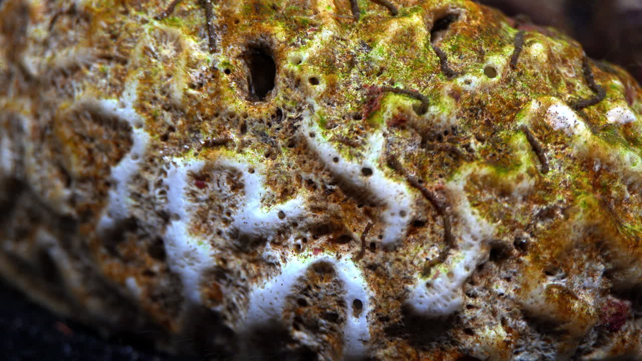 tiro macro de coral cerebro muerto cubierto de algas y gusanos acuáticos