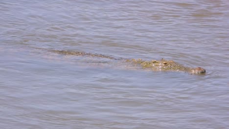 crocodylus niloticus looking for potential prey while solo in murky water.
