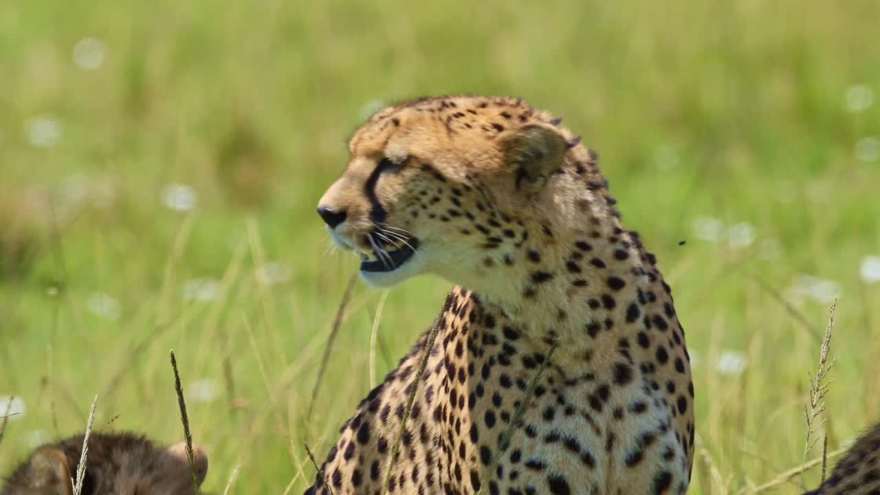 detalle de un guepardo acostado jadeando, descansando, durmiendo vida silvestre africana en la reserva nacional de maasai mara, kenia, áfrica animales de safari en la reserva de masai mara norte