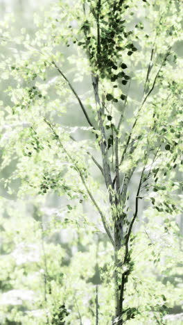 serene birch tree in a sunlit forest