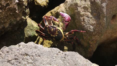 christmas island red crab makes it away over rocks