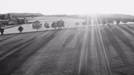 black and white aerial scene of an avenue in the late summer light, the trees are throwing long shadows while the video is slowly zooming out.