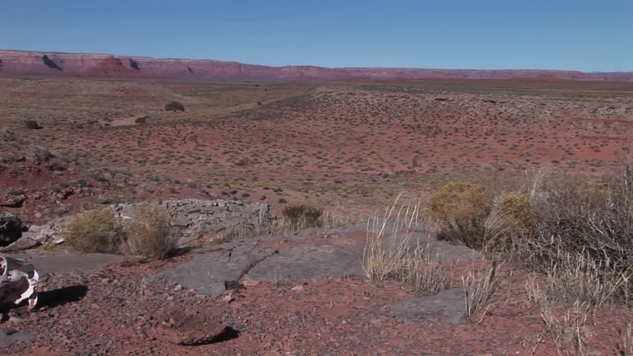황량한 사막에 누워있는 암소 두개골에 panleft