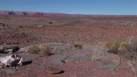 panleft a un cráneo de vaca tendido en un desierto árido
