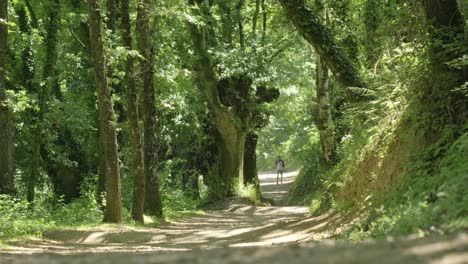 tomada estática de un peregrino caminando hacia la cámara en el mágico bosque verde, camino de santiago, españa