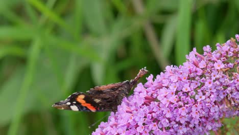 Mariposa-Almirante-Roja-En-Flor-Buddleia