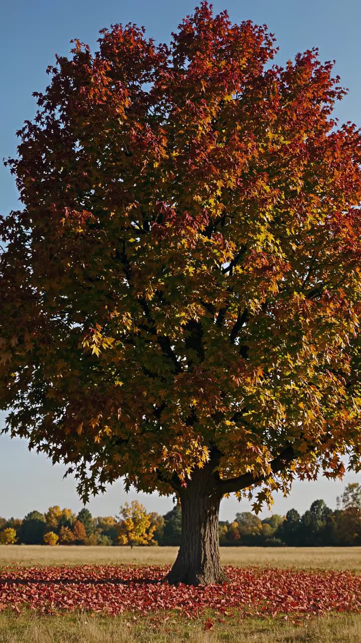 A wide-angle video captures a solitary tree in a field, showcasing vibrant autumn leaves