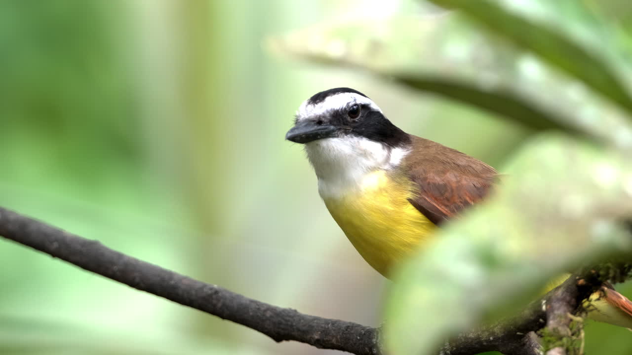 gran kiskadee aislado posado en una rama en el dosel del bosque lluvioso