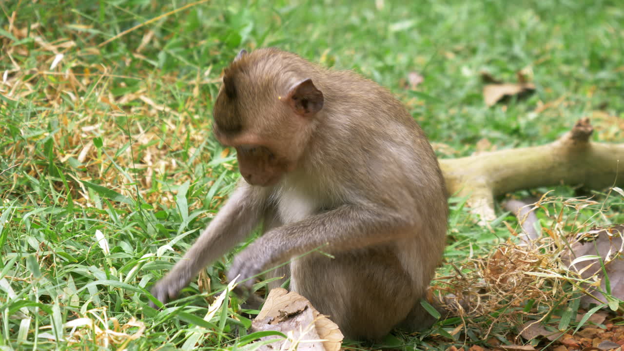 Wild monkeys are on the ground and they are resting