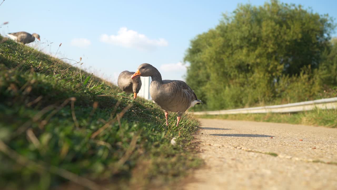 Ducks grazing on a grassy field in slow motion with a bright blue sky and open space around, slowly walking up along hillside