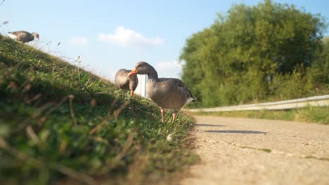 ducks grazing on a grassy field in slow motion with a bright blue sky and open space around, slowly walking up along hillside