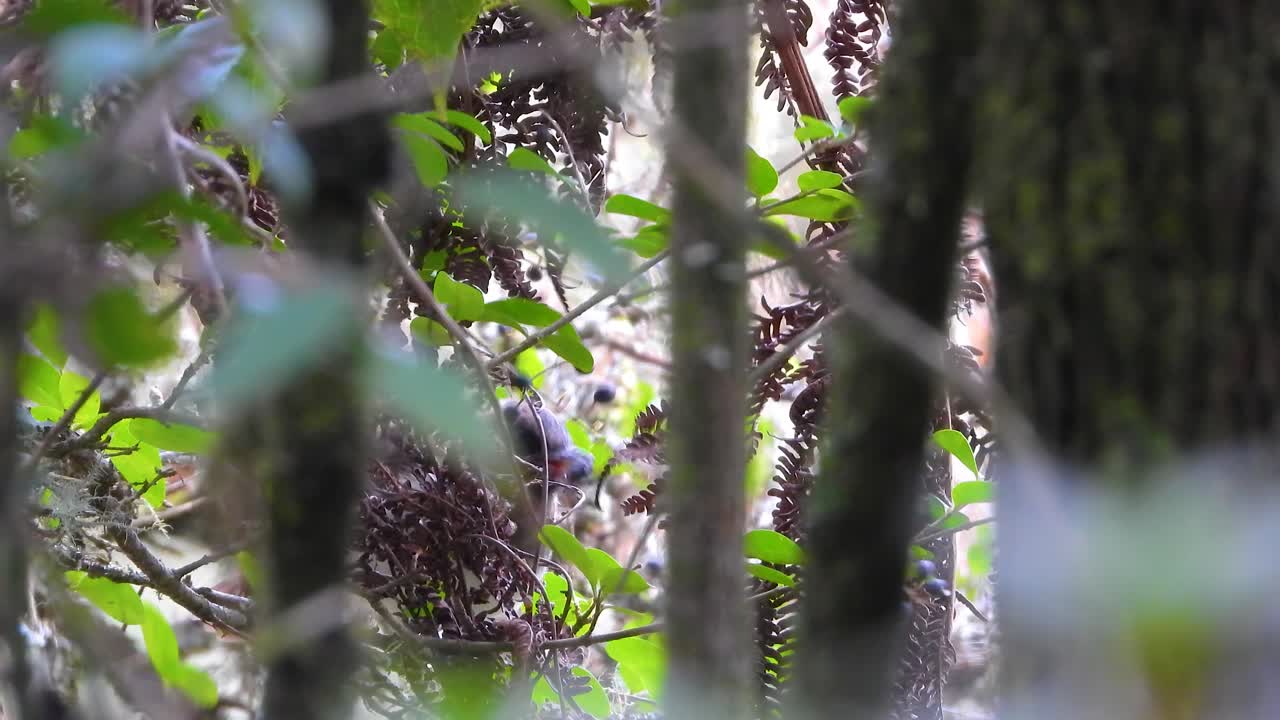 Bird hidden in dense forest vegetation, Kruger Park, mysterious wildlife moment