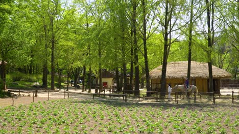 kid horseback riding around korean folk village with traditional houses and green trees at yongin city, seoul, south korea